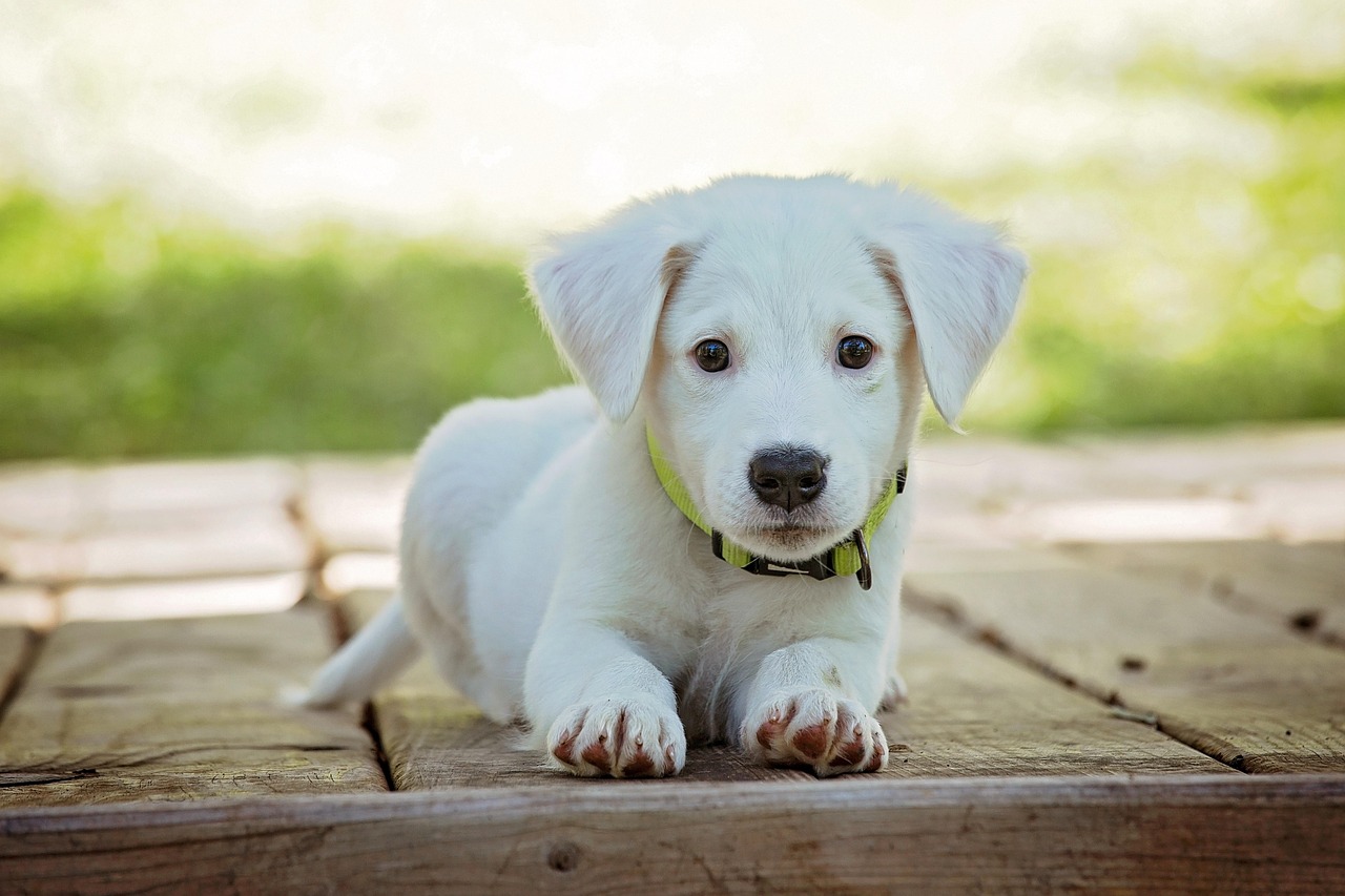 Raças de cachorros mais perigosas do mundo: conheça as líderes
