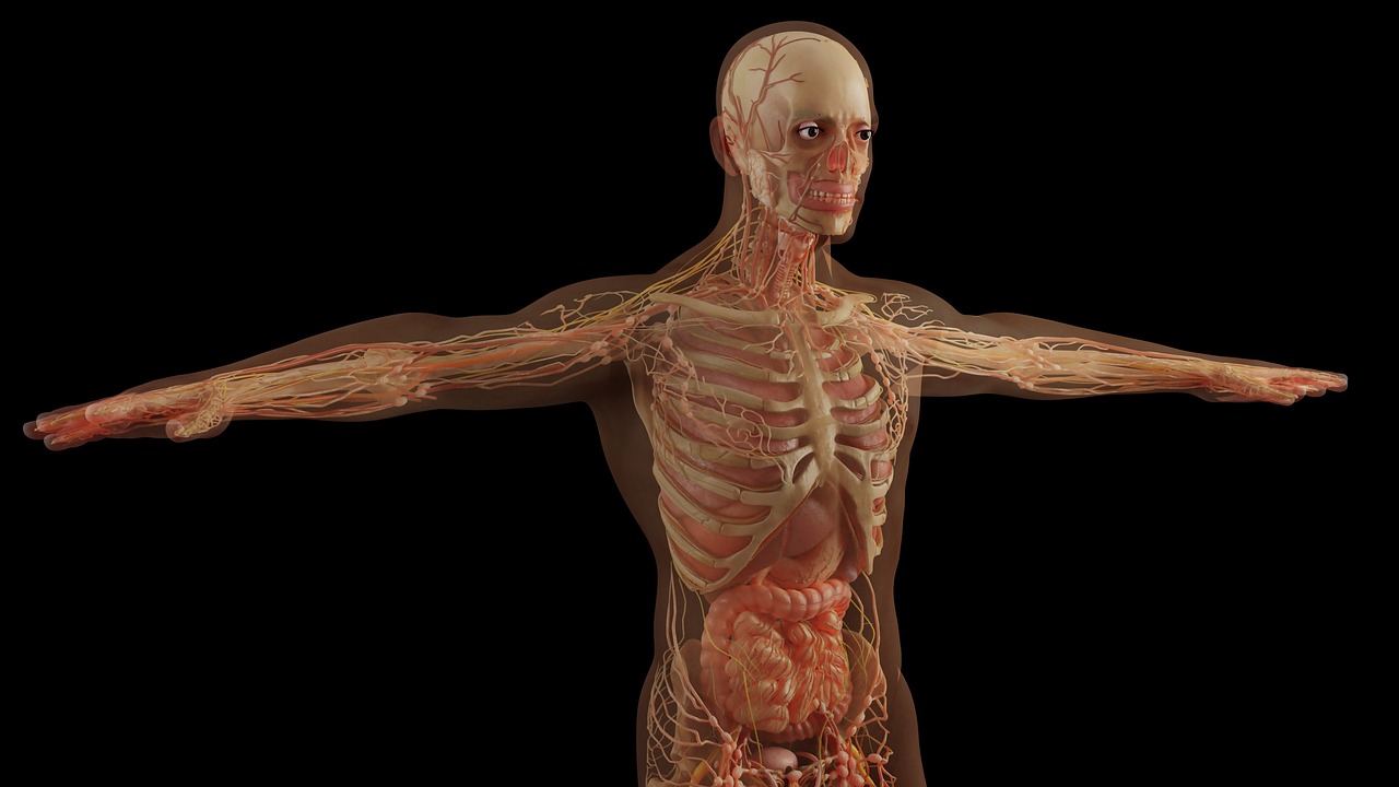 Aquela curiosidade bizarra que vai fazer você repensar o corpo humano