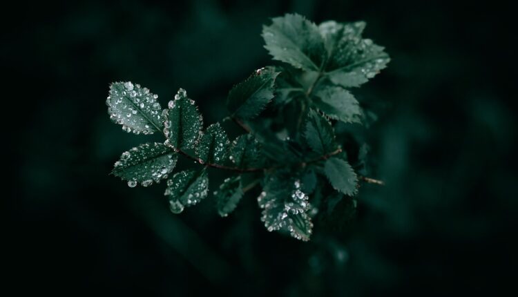 Como esconder olheiras de forma natural e sem parecer maquiada