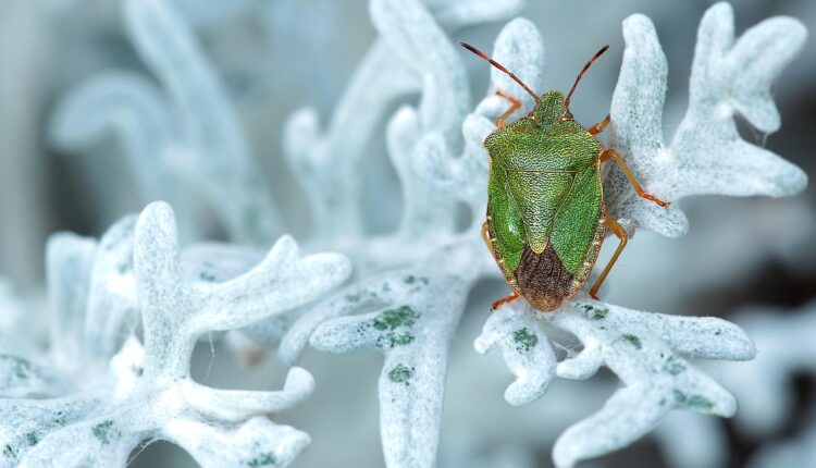 Maria fedida: sintomas e o que fazer após a picada