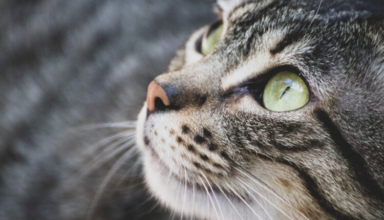 O que seu pet está tentando te dizer com aquele olhar