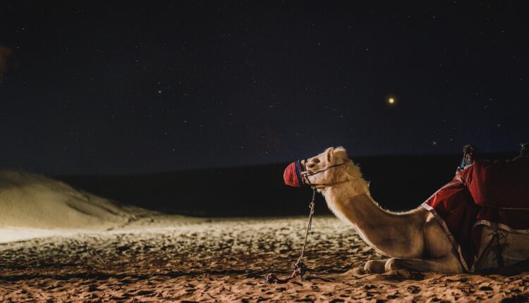 Quanto custa um camelo? Veja o valor real no mercado exótico